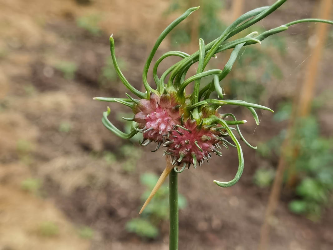 Allium vineale